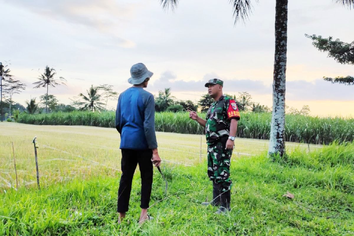 Babinsa Buring Komsos Bersama Petani Wujud Kemanunggalan Ketahanan Pangan
