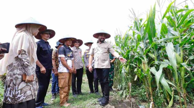 Dukung Swasembada Pangan 2026, Pemkot Batu Ikuti Panen Jagung Serentak Nasional 