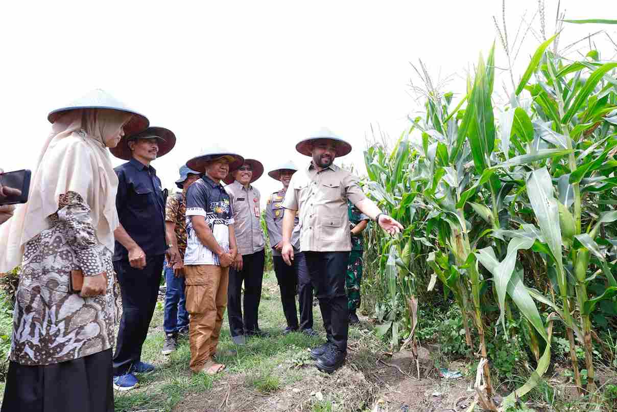 Dukung Swasembada Pangan 2026, Pemkot Batu Ikuti Panen Jagung Serentak Nasional 