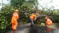 Dua Pohon di Kecamatan Kepanjen Tumbang Usai Diterjang Hujan dan Angin Kencang