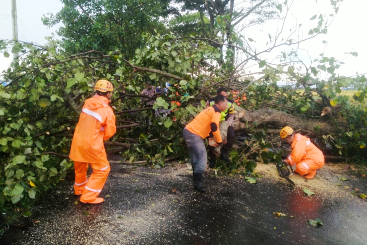 Dua Pohon di Kecamatan Kepanjen Tumbang Usai Diterjang Hujan dan Angin Kencang