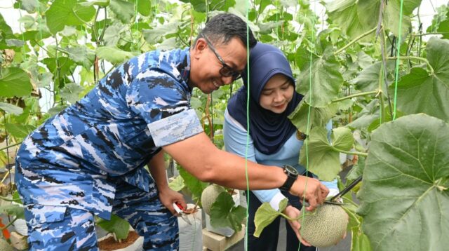 Dukung Ketahanan Pangan, Lanud Abd Saleh Panen Ratusan Kilogram Melon Hidroponik