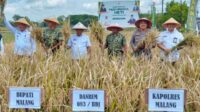 Proses tanam dan panen dalam kegiatan panen raya padi unggul HKTI Kabupaten Malang di Kecamatan Turen, Kabupaten Malang. (ist) Kuatkan Swasembada Pangan Nasional, Pemkab Malang Gandeng HKTI dan Tanam Bibit Padi Unggul