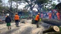 Pohon Berukuran Besar Tumbang, Jalur Malang-Lumajang Sempat Tertutup Total