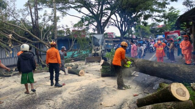Pohon Berukuran Besar Tumbang, Jalur Malang-Lumajang Sempat Tertutup Total