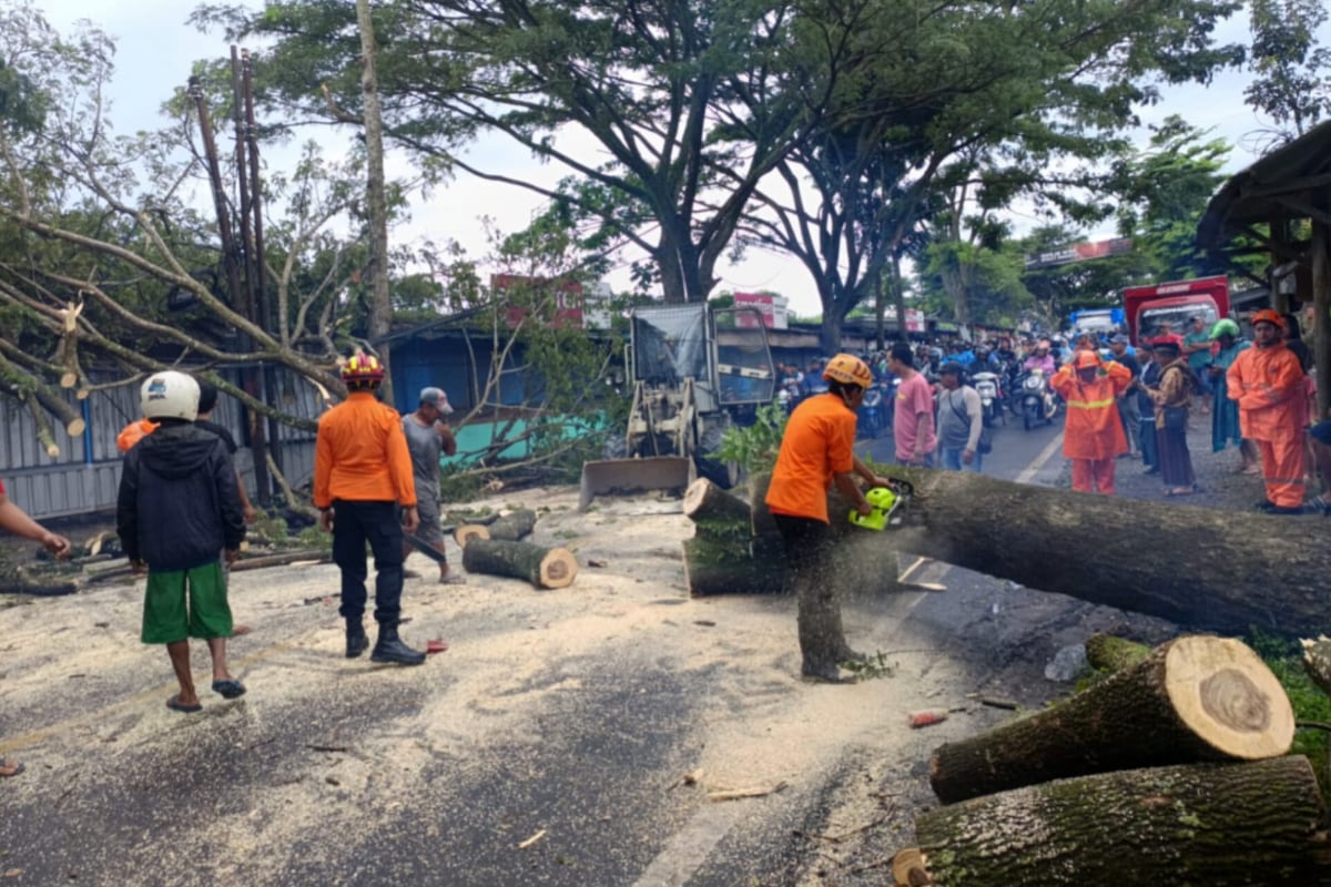 Pohon Berukuran Besar Tumbang, Jalur Malang-Lumajang Sempat Tertutup Total