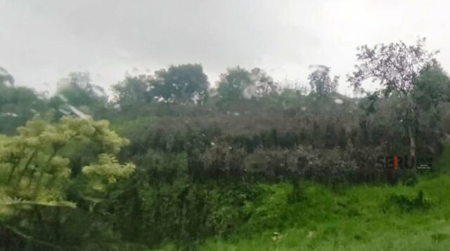 Cuaca Buruk Hantui Petani Mawar Kota Batu, Pasokan Valentine Terancam Merosot