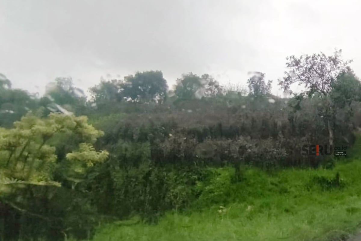 Cuaca Buruk Hantui Petani Mawar Kota Batu, Pasokan Valentine Terancam Merosot