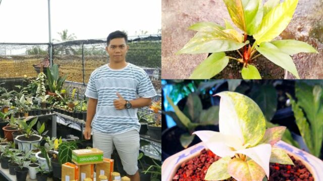 Anthurium Hookeri dan Obor Pink Jadi Primadona 2026, Petani di Kota Batu Banjir Pesanan