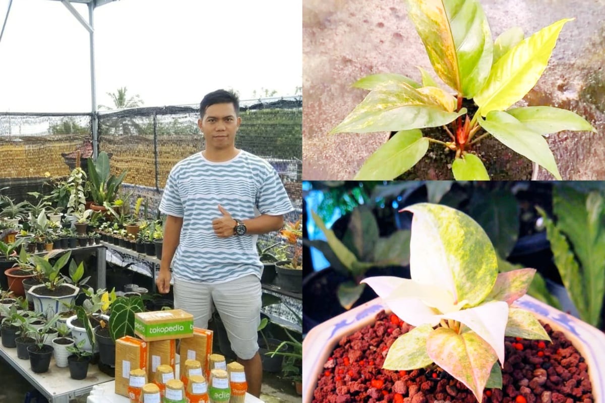 Anthurium Hookeri dan Obor Pink Jadi Primadona 2026, Petani di Kota Batu Banjir Pesanan