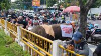 Tolak Relokasi RPH, Mitra Jagal Pegirian Surabay Bawa Sapi ke Gedung Dewan
