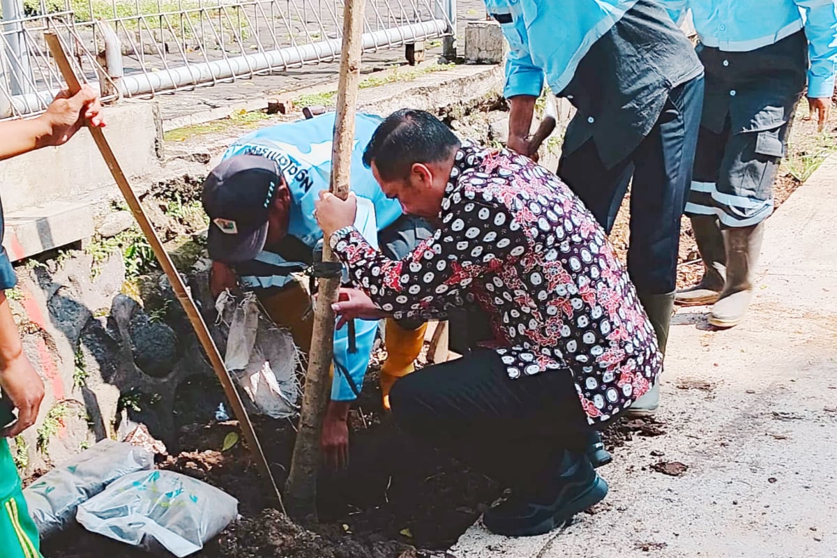 DLH Mulai Tanam Tabebuya di Suhat, Bagian Pedestarian Koridor Hijau Ikonik Pemprov Jatim