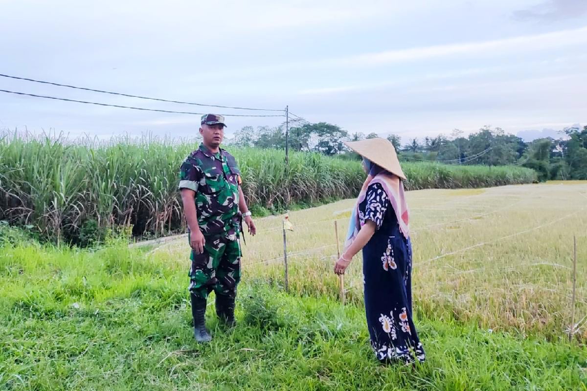 Babinsa Kedungkandang Komsos Bersama Poktan Maju Makmur Dukung Ketahanan Pangan