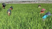 Babinsa Lowokwaru Dampingi Petani Tlogomas Bersihkan Gulma