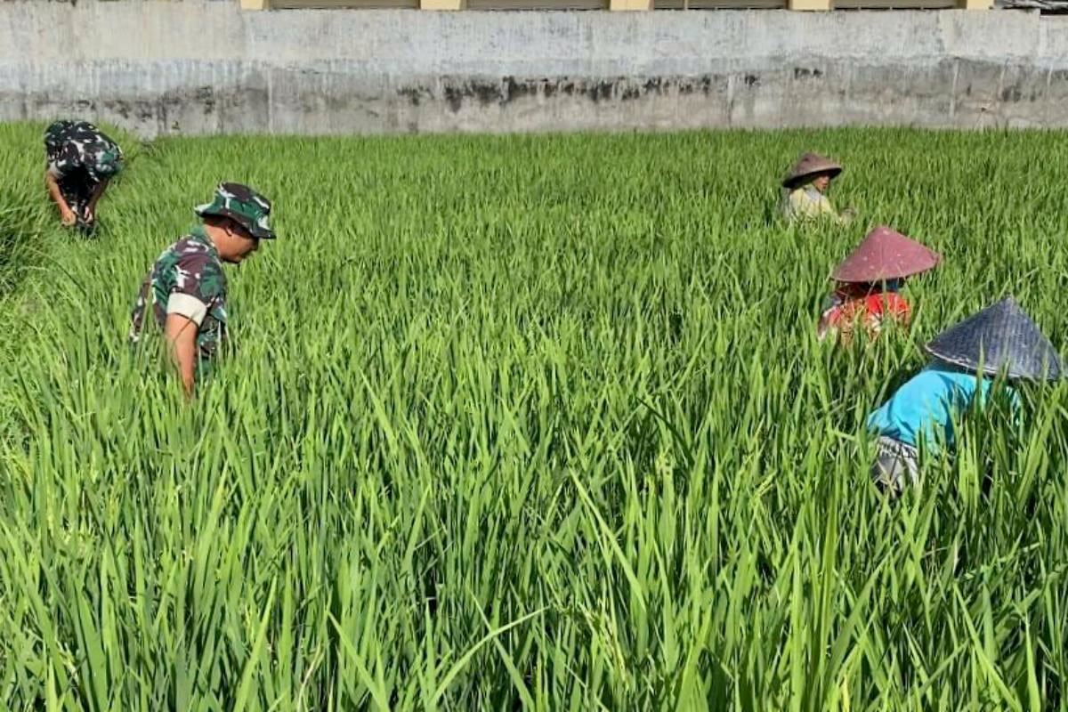 Babinsa Lowokwaru Dampingi Petani Tlogomas Bersihkan Gulma