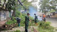 Babinsa Klojen Bersama DLH Kota Malang Perapihan Pohon Trembesi Rawan Tumbang