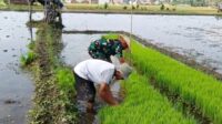Babinsa Kedungkandang Dampingi Poktan Suka Maju Tanam Padi