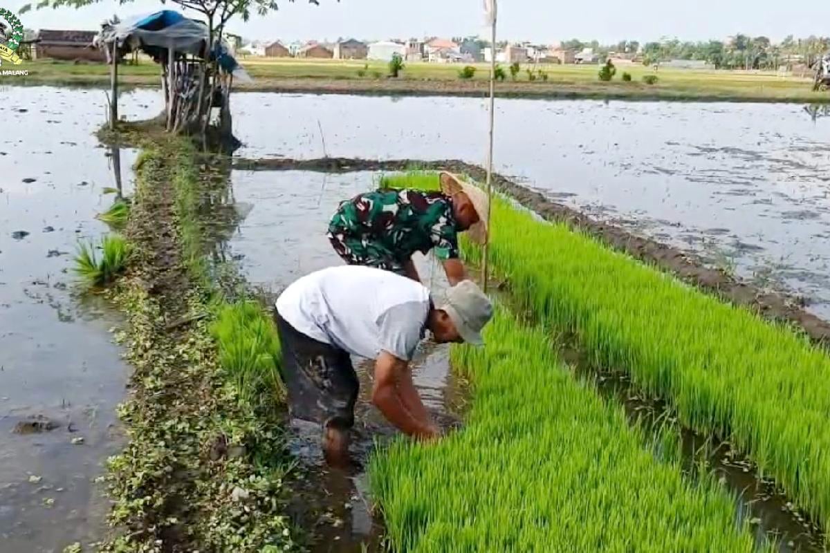 Babinsa Kedungkandang dampingi Poktan Suka Maju tanam padi. (ist) Babinsa Kedungkandang Dampingi Poktan Suka Maju Tanam Padi