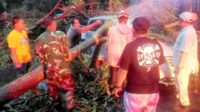 Aksi cepat Babinsa Blimbing bersama warga evakuasi pohon tumbang di Rampal. (ist) Aksi Cepat Babinsa Blimbing Bersama Warga Evakuasi Pohon Tumbang di Rampal