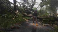 Pohon tumbang_11zon BMKG Imbau Masyarakat Waspada Cuaca Ekstrem Dalam 10 Hari ke Depan
