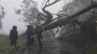 pohon_11zon Cuaca Ekstrem, BB TNBTS Pilih Tutup Camping Ground Ranu Regulo