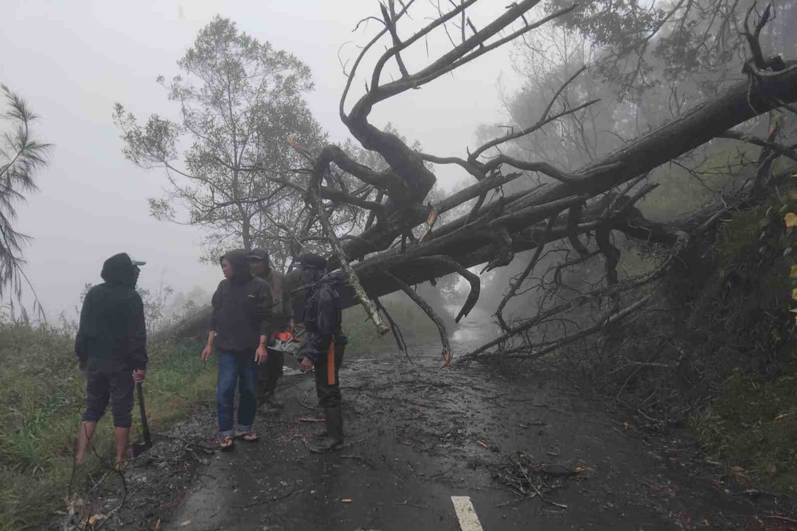 pohon_11zon Cuaca Ekstrem, BB TNBTS Pilih Tutup Camping Ground Ranu Regulo