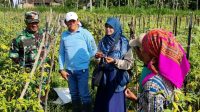 Babinsa Kedungkandang dampingi Kadispantan tinjau panen cabai di Buring. (ist)