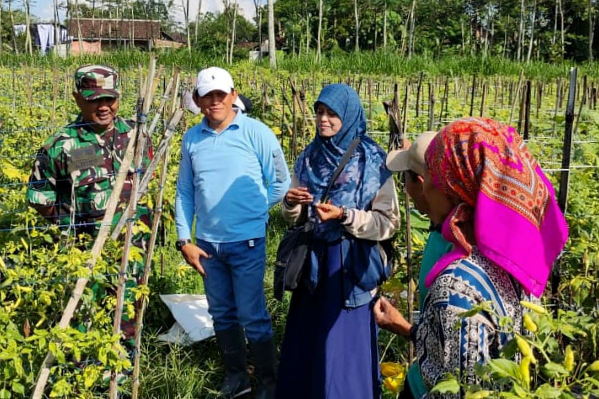 Babinsa Kedungkandang dampingi Kadispantan tinjau panen cabai di Buring. (ist)