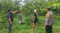 Lokasi pencurian buah jeruk_11zon Tepergok Mencuri Buah Jeruk, Pria Poncokusumo Diringkus Polisi