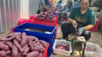 Bahan Baku Langka, Pengusaha Keripik di Kota Batu "Berburu" Ubi Ungu hingga ke Petani