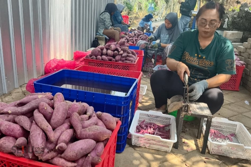 Bahan Baku Langka, Pengusaha Keripik di Kota Batu "Berburu" Ubi Ungu hingga ke Petani