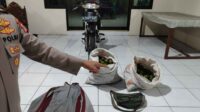 Dua Pencuri Puluhan Buah Jeruk di Turen Diringkus Polisi