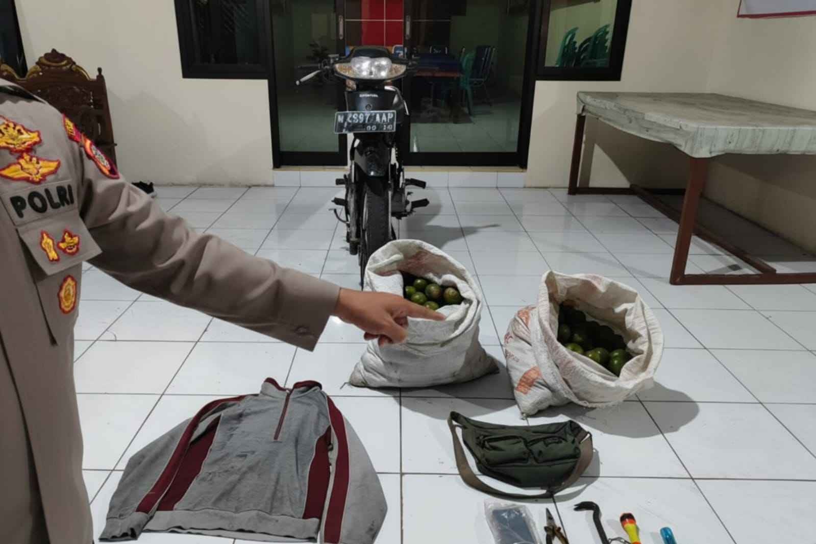 Barang bukti hasil curian para pelaku. (Ist_11zon Dua Pencuri Puluhan Buah Jeruk di Turen Diringkus Polisi