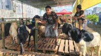 Lapak Kandang Sultan_11zon Penjualan Hewan Kurban di Kota Malang Lesu, Harga Sapi Naik Sedangkan Kambing Anjlok