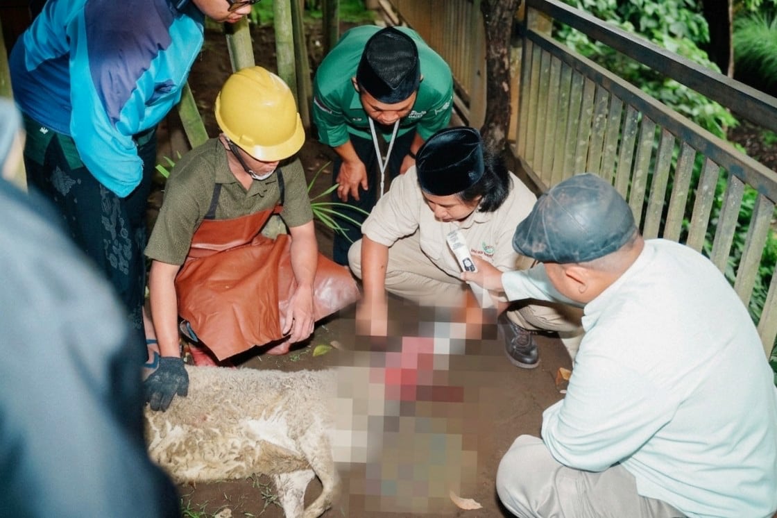 Panduan Lengkap Teknik Penyembelihan Hewan Kurban Sesuai Syariat Islam