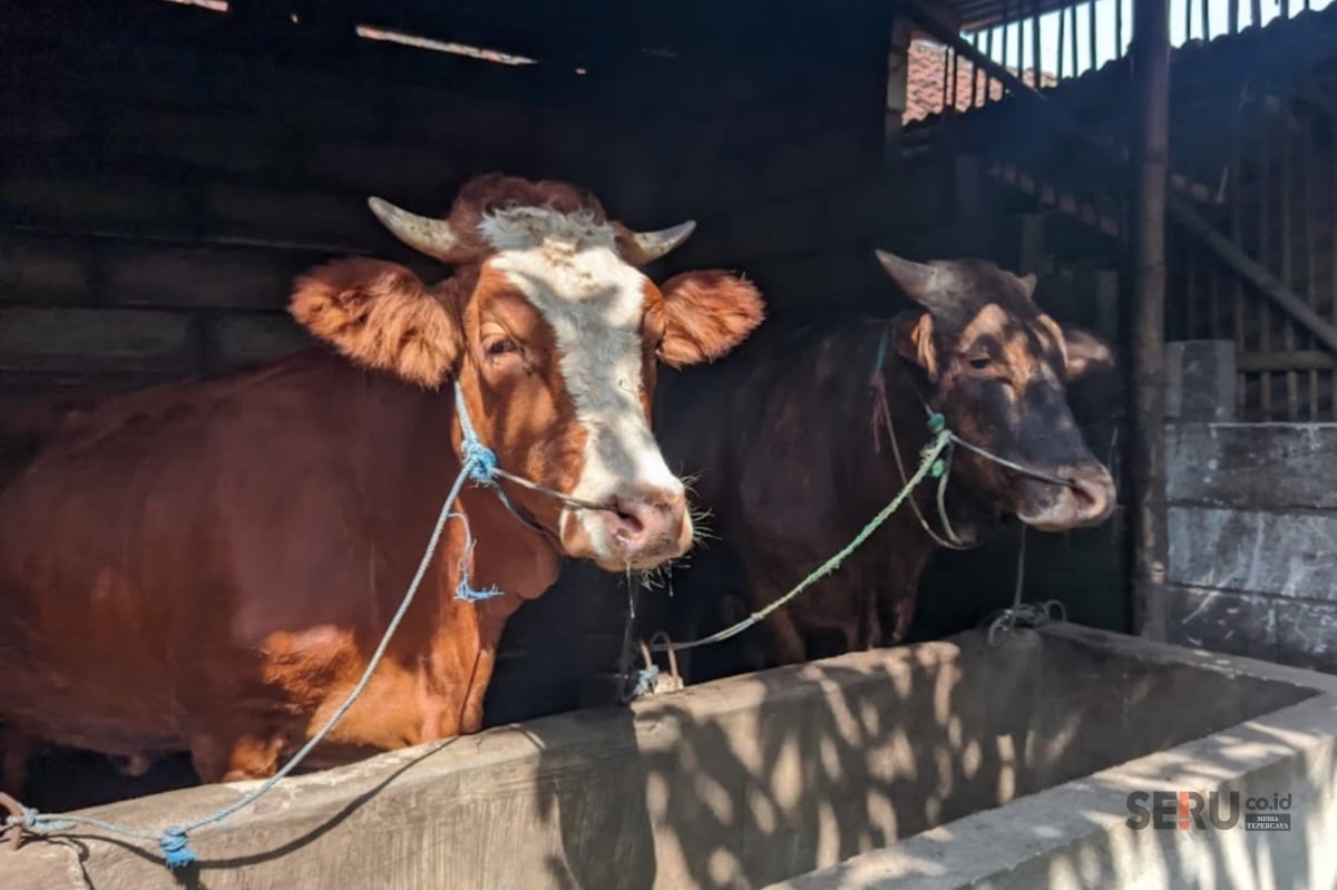 Sapi pedaging. (Seru.co.id/wul) Kendalikan Penularan PMK, 26 Ribu Hewan Ternak Telah Divaksin DPKH kabupaten Malang