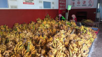 Pisang yang akan diolah menjadi rambak pisang. (Ist) Kabupaten Malang jadi Penghasil Pisang Terbesar di Jatim, Meningkat Tiap Tahun