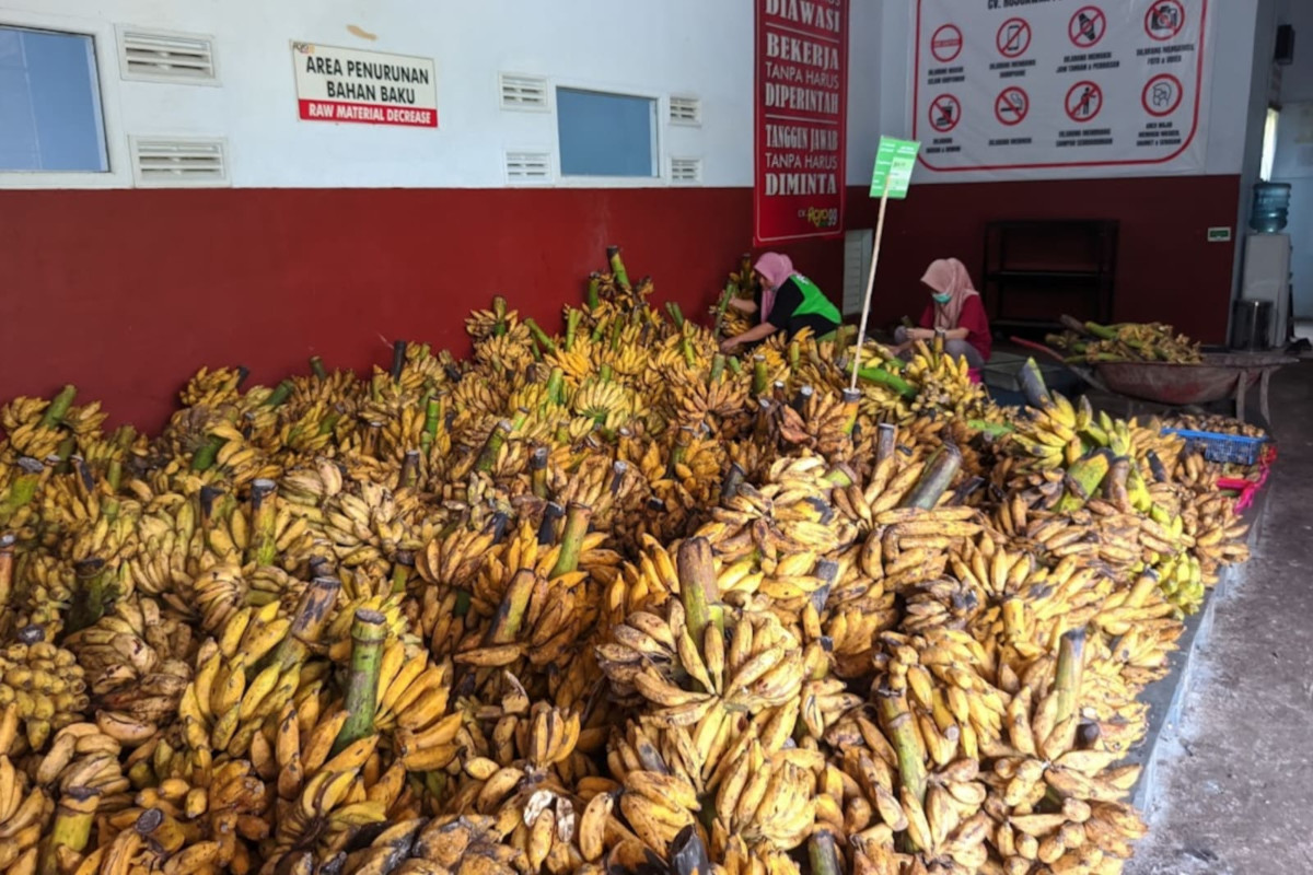 Pisang yang akan diolah menjadi rambak pisang. (Ist) Kabupaten Malang jadi Penghasil Pisang Terbesar di Jatim, Meningkat Tiap Tahun