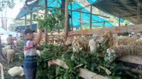 Suasana lapak hewan ternak kambing di Jember. (Ist.) Pemkab Jember Perketat Pengawasan Hewan Kurban di Lapak hingga RPH Jelang Iduladha