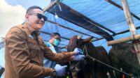 Wali Kota Malang saat menyematkan tanda hewan kurban. (Seru.co.id/bas) Jelang Iduladha, 3.502 Hewan Kurban di Kota Malang Lolos Pemeriksaan Kesehatan
