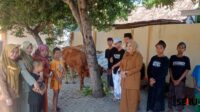 Penyerahan satu ekor sapi kurban kepada Yayasan Panti Asuhan Qurani Al Maimunah di Desa Tenggiri, Kecamatan Panji, Kabupaten Situbondo. (Seru.co.id/aza) Wabup Ulfiyah Serahkan Bantuan Sapi Kurban kepada YPAQ Al Maimunah