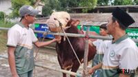 Sapi 'Ronggo' dari Pamekasan Jadi Pilihan Presiden untuk Kurban Iduladha