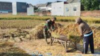 babinsa 3_11zon Babinsa Koramil Kedungkandang Turut Dampingi Kelompok Tani Panen Padi https://imagecompressor.11zon.com/id/image-compressor/compress-jpeg-to-100kb.php