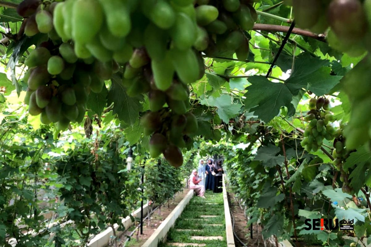 Gamma Grape Experience Pakis, Wisata Edukasi 99 Varian Anggur Berpadu Rekreasi di Kabupaten Malang 3 Pengunjung tengah berwisata di Gamma Grape Experience Pakis. (wul)