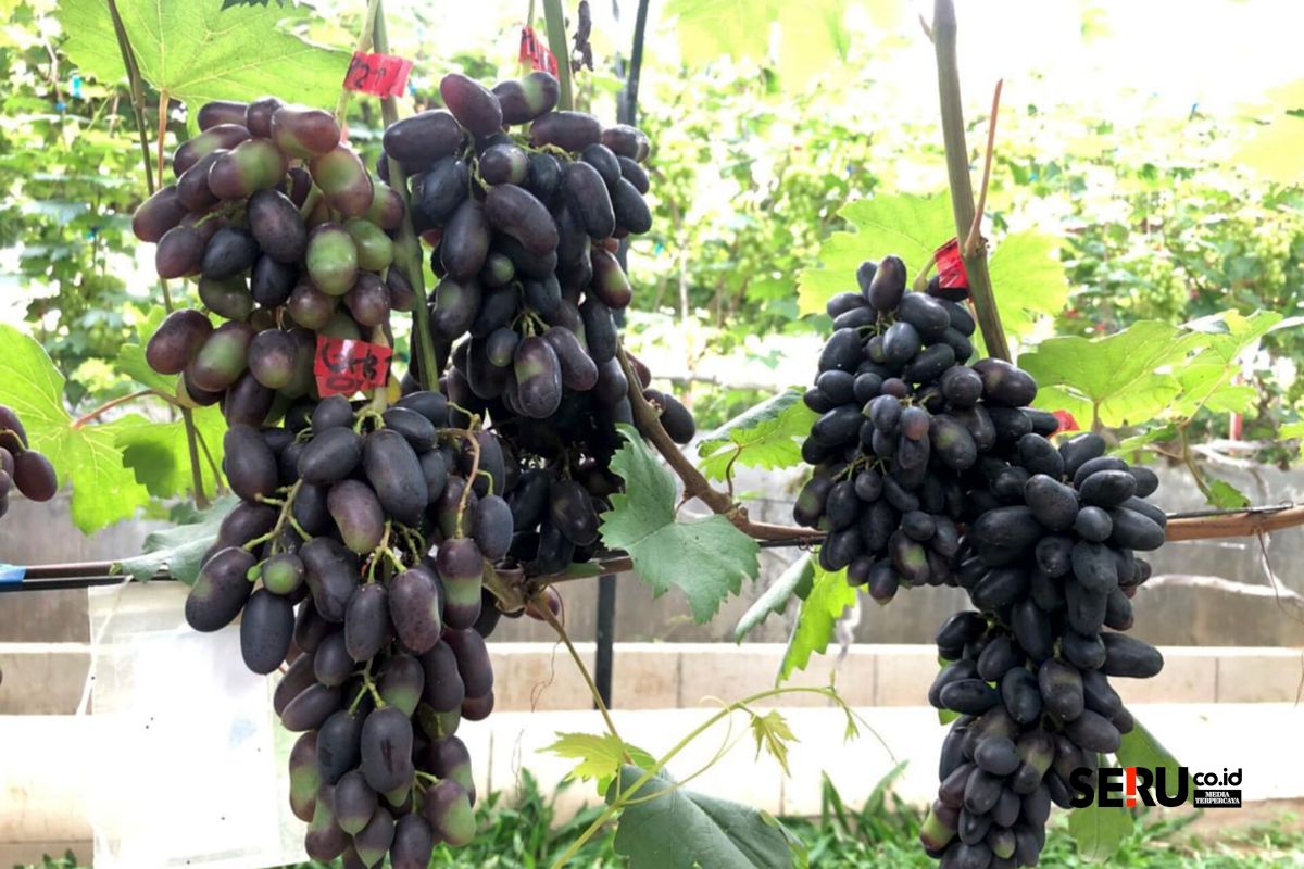 Gamma Grape Experience Pakis, Wisata Edukasi 99 Varian Anggur Berpadu Rekreasi di Kabupaten Malang 2 Salah satu koleksi anggur milik Gamma Grape Experience Pakis. (wul)