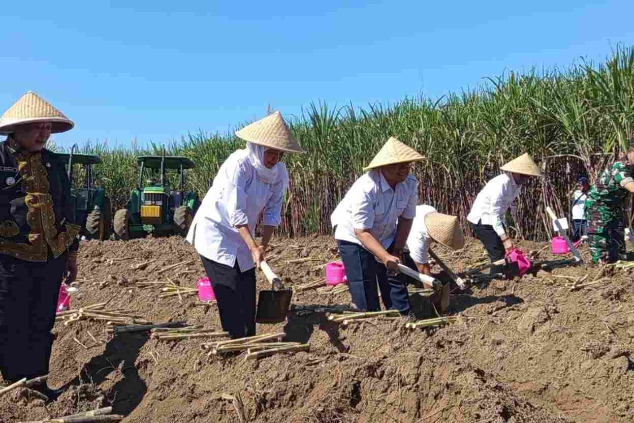 Kegiatan penanaman bibit baru tebu_11zon Dukung Swasembada Gula, Khofifah Genjot Proses Bongkar Raton di Jatim