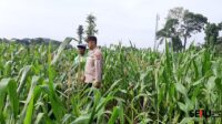 Bhabinkamtibmas Sananwetan Kawal Program Ketahanan Pangan Serta Sosialisasikan Program Bulog