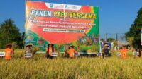 Petani Situbondo Gunakan Pupuk Limbah Dapur, Panen Padi Tembus 9,1 Ton Per Hektar