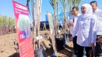 Pemkab Malang Optimis Bongkar Ratoon Tebu Selamatkan Produksi Gula di Tengah Ancaman Kemarau