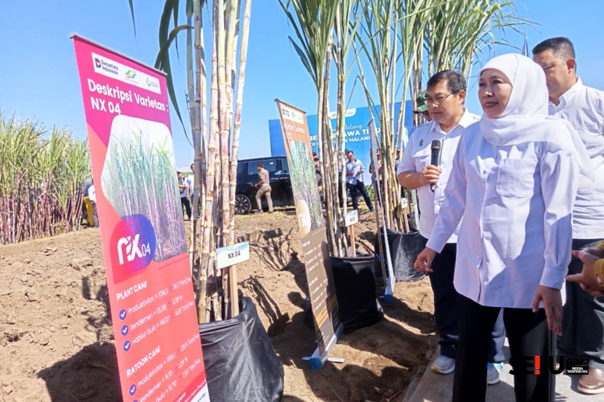 Ketika Gubernur Jatim Khofifah Indar Parawansa meninjau jenis bibit tebu. (Seru.co.id/wul) Pemkab Malang Optimis Bongkar Ratoon Tebu Selamatkan Produksi Gula di Tengah Ancaman Kemarau